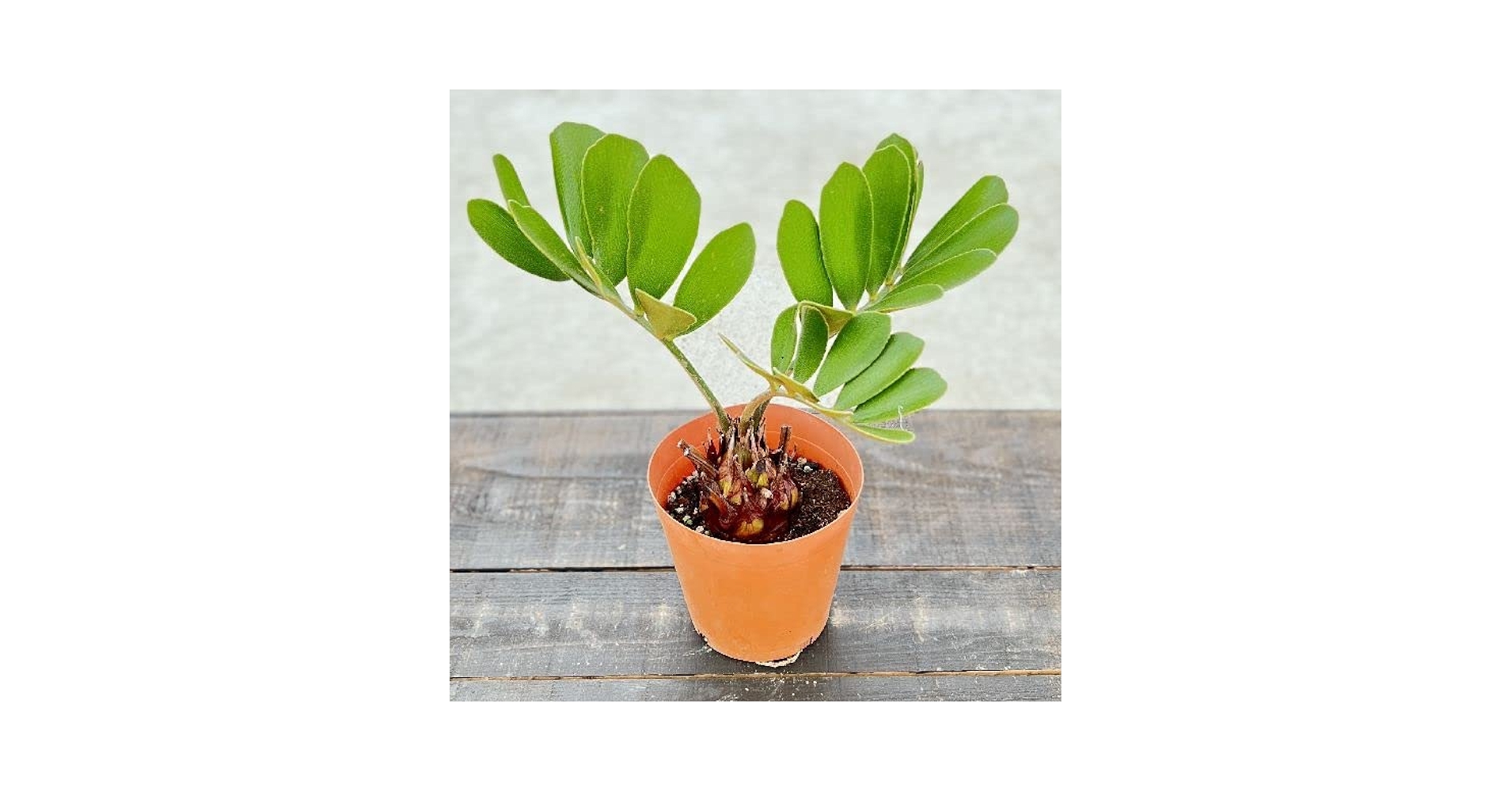人気のヒロハザミア 多頭植物 ソテツ 新入り】ヒロハザミアがやってきた | ぴすけの庭